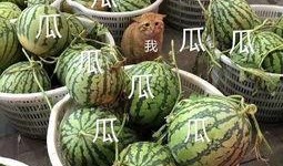 娱乐168吃瓜,揭秘娱乐圈最新吃瓜事件，带你领略明星幕后故事